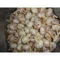 Different Packages Of New Crop Fresh Garlic 2019